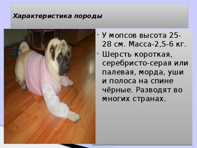 Рассмотрите фотографию собаки мопс