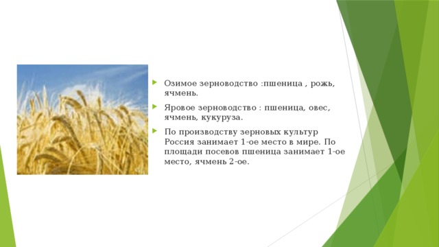 Озимое зерноводство :пшеница , рожь, ячмень. Яровое зерноводство : пшеница, овес, ячмень, кукуруза. По производству зерновых культур Россия занимает 1-ое место в мире. По площади посевов пшеница занимает 1-ое место, ячмень 2-ое. 