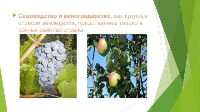 Садоводство и виноградарство , как крупные отрасли земледелия, представлены только в южных районах страны. 