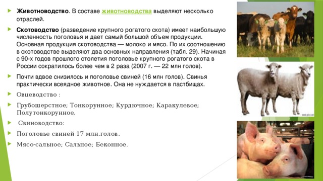 Животноводство . В составе  животноводства  выделяют несколько отраслей. Скотоводство  (разведение крупного рогатого скота) имеет наибольшую численность поголовья и дает самый большой объем продукции. Основная продукция скотоводства — молоко и мясо. По их соотношению в скотоводстве выделяют два основных направления (табл. 29). Начиная с 90-х годов прошлого столетия поголовье крупного рогатого скота в России сократилось более чем в 2 раза (2007 г. — 22 млн голов). Почти вдвое снизилось и поголовье свиней (16 млн голов). Свинья практически всеядное животное. Она не нуждается в пастбищах.  Овцеводство : Грубошерстное; Тонкорунное; Курдючное; Каракулевое; Полутонкорунное.  Свиноводство: Поголовье свиней 17 млн.голов. Мясо-сальное; Сальное; Беконное. 