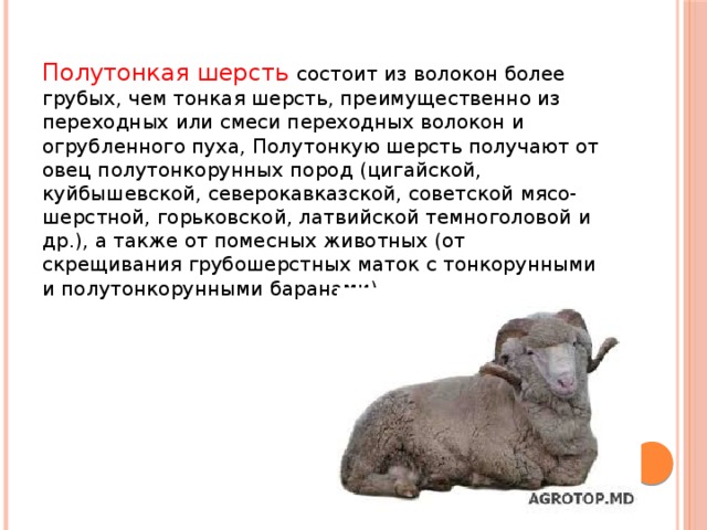 Полутонкая шерсть состоит из волокон более грубых, чем тонкая шерсть, преимущественно из переходных или смеси переходных волокон и огрубленного пуха, Полутонкую шерсть получают от овец полутонкорунных пород (цигайской, куйбышевской, северокавказской, советской мясо-шерстной, горьковской, латвийской темноголовой и др.), а также от помесных животных (от скрещивания грубошерстных маток с тонкорунными и полутонкорунными баранами). 
