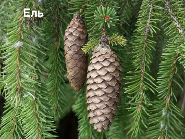 Ель