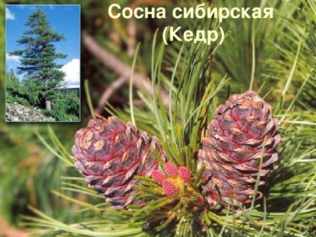Сосна сибирская  (Кедр)
