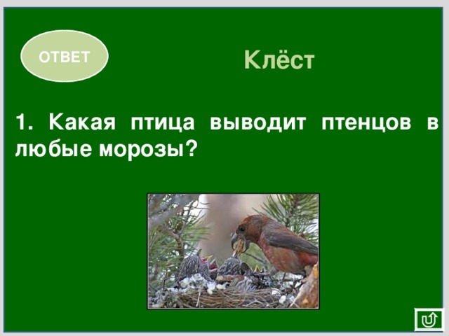 ОТВЕТ Клёст 1. Какая птица выводит птенцов в любые морозы? 