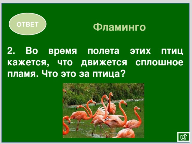 ОТВЕТ Фламинго 2. Во время полета этих птиц кажется, что движется сплошное пламя. Что это за птица? 