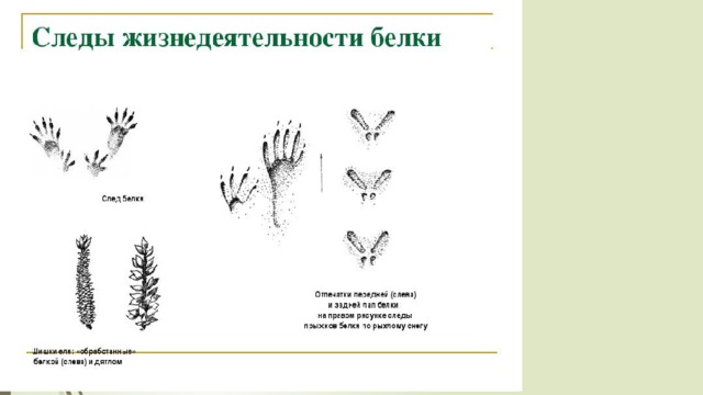 Следы белки картинки