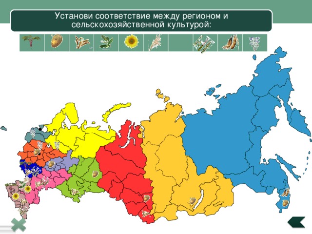 Установи соответствие между регионом и сельскохозяйственной культурой: 