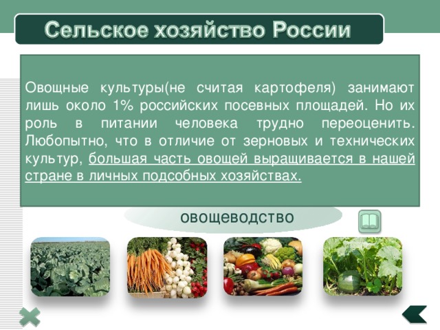 Овощные культуры(не считая картофеля) занимают лишь около 1% российских посевных площадей. Но их роль в питании человека трудно переоценить. Любопытно, что в отличие от зерновых и технических культур, большая часть овощей выращивается в нашей стране в личных подсобных хозяйствах. Выращивание: 90% в европейской части России Вблизи крупных городов и предприятий Посевы картофеля овощеводство 