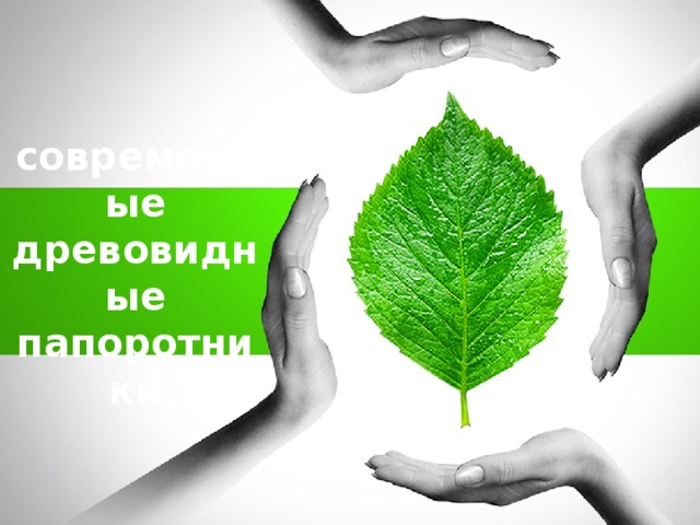 какие современные папоротники относятся к числу древовидных. Смотреть фото какие современные папоротники относятся к числу древовидных. Смотреть картинку какие современные папоротники относятся к числу древовидных. Картинка про какие современные папоротники относятся к числу древовидных. Фото какие современные папоротники относятся к числу древовидных