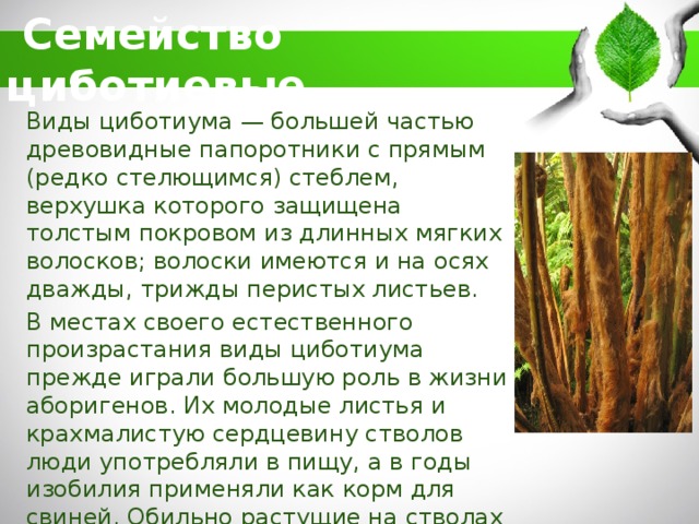 какие современные папоротники относятся к числу древовидных. Смотреть фото какие современные папоротники относятся к числу древовидных. Смотреть картинку какие современные папоротники относятся к числу древовидных. Картинка про какие современные папоротники относятся к числу древовидных. Фото какие современные папоротники относятся к числу древовидных