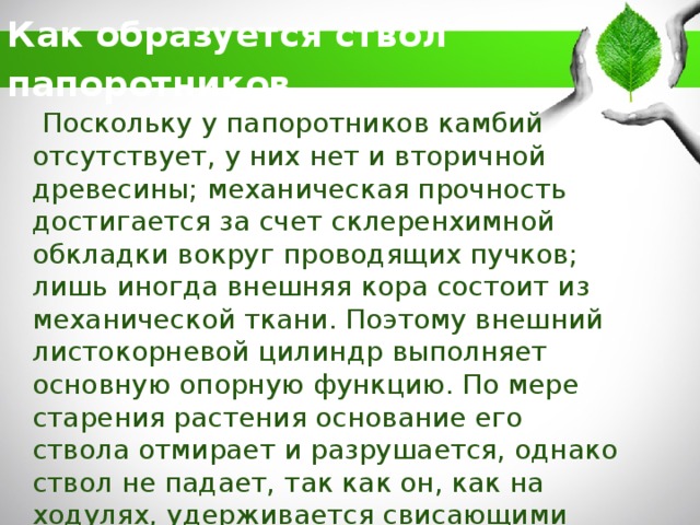 какие современные папоротники относятся к числу древовидных. Смотреть фото какие современные папоротники относятся к числу древовидных. Смотреть картинку какие современные папоротники относятся к числу древовидных. Картинка про какие современные папоротники относятся к числу древовидных. Фото какие современные папоротники относятся к числу древовидных