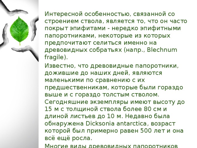 какие современные папоротники относятся к числу древовидных. Смотреть фото какие современные папоротники относятся к числу древовидных. Смотреть картинку какие современные папоротники относятся к числу древовидных. Картинка про какие современные папоротники относятся к числу древовидных. Фото какие современные папоротники относятся к числу древовидных