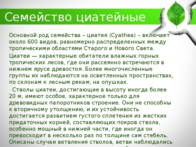 какие современные папоротники относятся к числу древовидных. Смотреть фото какие современные папоротники относятся к числу древовидных. Смотреть картинку какие современные папоротники относятся к числу древовидных. Картинка про какие современные папоротники относятся к числу древовидных. Фото какие современные папоротники относятся к числу древовидных