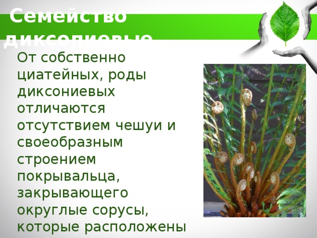 Почему папоротники относятся к высшим
