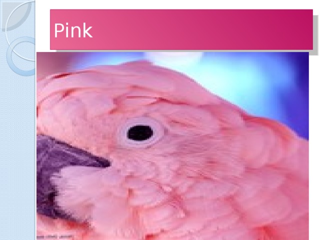 Pink 