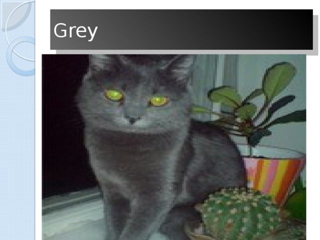 Grey 