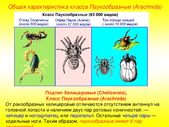 Общая характеристика класса Паукообразные (Ara chnida ) Подтип Хелицеровые (Chelicerata),  Класс Паукообразные (Arachnida) От ракообразных хелицеровые отличаются отсутствием антеннул на головной лопасти и наличием двух пар ротовых конечностей: — хелицер и ногощупалец , или педипальп . Остальные четыре пары — ходильные ноги. Таким образом, паукообразные имеют 6 пар конечностей .  