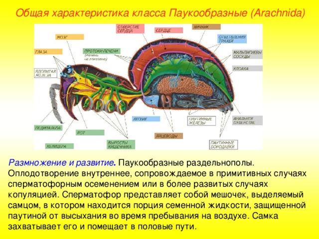 Общая характеристика класса Паукообразные (Ara chnida ) Размножение и развитие .  Паукообразные раздельнополы. Оплодотворение внутреннее, сопровождаемое в примитивных случаях сперматофорным осеменением или в более развитых случаях копуляцией. Сперматофор представляет собой мешочек, выделяемый самцом, в котором находится порция семенной жидкости, защищенной паутиной от высыхания во время пребывания на воздухе. Самка захватывает его и помещает в половые пути.  