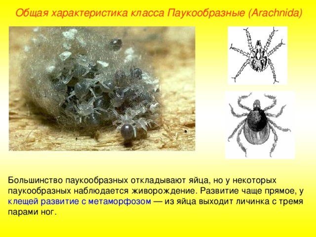 Общая характеристика класса Паукообразные (Ara chnida ) Большинство паукообразных откладывают яйца, но у некоторых паукообразных наблюдается живорождение. Развитие чаще прямое, у клещей развитие с метаморфозом — из яйца выходит личинка с тремя парами ног.  