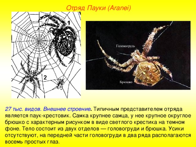 Отряд Пауки (Aranei) 27 тыс. видов. Внешнее строение . Типичным представителем отряда является паук-крестовик. Самка крупнее самца, у нее крупное округлое брюшко с характерным рисунком в виде светлого крестика на темном фоне. Тело состоит из двух отделов — головогруди и брюшка. Усики отсутствуют, на передней части головогруди в два ряда располагаются восемь простых глаз.  