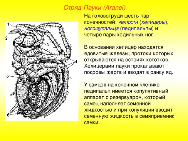 Отряд Пауки (Aranei) На головогруди шесть пар конечностей: челюсти ( хелицеры ), ногощупальца ( педипальпы ) и четыре пары ходильных ног. В основании хелицер находятся ядовитые железы, протоки которых открываются на остриях коготков. Хелицерами пауки прокалывают покровы жертв и вводят в ранку яд. У самцов на конечном членике педипальп имеется копулятивный аппарат с резервуаром, который самец наполняет семенной жидкостью и при копуляции вводит семенную жидкость в семяприемник самки.  