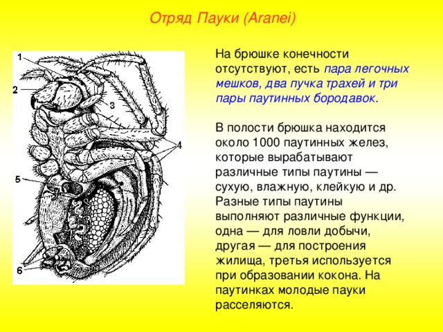 Отряд Пауки (Aranei) На брюшке конечности отсутствуют, есть пара легочных мешков, два пучка трахей и три пары паутинных бородавок . В полости брюшка находится около 1000 паутинных желез, которые вырабатывают различные типы паутины — сухую, влажную, клейкую и др. Разные типы паутины выполняют различные функции, одна — для ловли добычи, другая — для построения жилища, третья используется при образовании кокона. На паутинках молодые пауки расселяются.  
