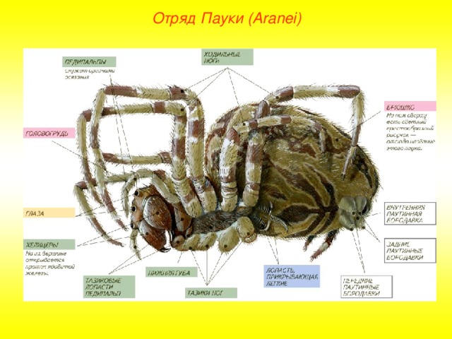 Отряд Пауки (Aranei)  