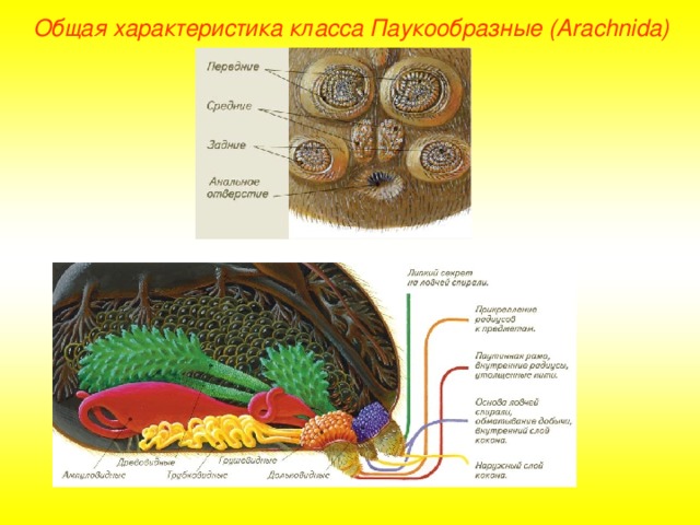 Общая характеристика класса Паукообразные (Ara chnida )  
