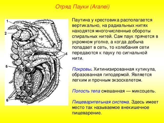 Отряд Пауки (Aranei) Паутина у крестовика располагается вертикально, на радиальных нитях находятся многочисленные обороты спиральных нитей. Сам паук прячется в укромном уголке, а когда добыча попадает в сеть, то колебания сети передаются к пауку по сигнальной нити.  Покровы . Хитинизированная кутикула, образованная гиподермой. Является легким и прочным экзоскелетом.  Полость тела смешанная — миксоцель.  Пищеварительная система . Здесь имеет место так называемое внекишечное пищеварение.  