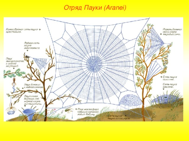 Отряд Пауки (Aranei)  