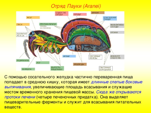 Отряд Пауки (Aranei) С помощью сосательного желудка частично переваренная пища попадает в среднюю кишку, которая имеет длинные слепые боковые выпячивания , увеличивающие площадь всасывания и служащие местом временного хранения пищевой массы. Сюда же открываются протоки печени (четыре печеночных придатка). Она выделяет пищеварительные ферменты и служит для всасывания питательных веществ.  