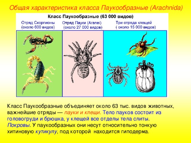 Общая характеристика класса Паукообразные (Ara chnida ) Класс Паукообразные объединяет около 63 тыс. видов животных, важнейшие отряды — пауки и клещи .  Тело пауков состоит из головогруди и брюшка, у клещей все отделы тела слиты . Покровы . У паукообразных они несут относительно тонкую хитиновую кутикулу , под которой находится гиподерма.  