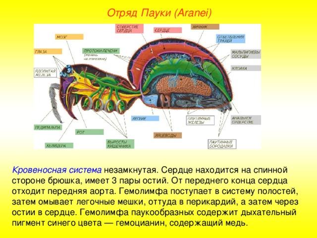 Отряд Пауки (Aranei) Кровеносная система незамкнутая. Сердце находится на спинной стороне брюшка, имеет 3 пары остий. От переднего конца сердца отходит передняя аорта. Гемолимфа поступает в систему полостей, затем омывает легочные мешки, оттуда в перикардий, а затем через остии в сердце. Гемолимфа паукообразных содержит дыхательный пигмент синего цвета — гемоцианин, содержащий медь.  