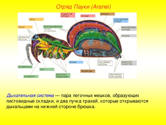 Отряд Пауки (Aranei) Дыхательная система — пара легочных мешков, образующих листовидные складки, и два пучка трахей, которые открываются дыхальцами на нижней стороне брюшка.  