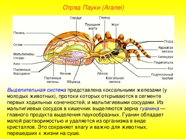 Отряд Пауки (Aranei) Выделительная система представлена коксальными железами (у молодых животных), протоки которых открываются в сегменте первых ходильных конечностей, и мальпигиевыми сосудами. Из мальпигиевых сосудов в кишечник выделяются зерна гуанина — главного продукта выделения паукообразных. Гуанин обладает малой растворимостью и удаляется из организма в виде кристаллов. Это сохраняет влагу и важно для животных, перешедших к жизни на суше.  