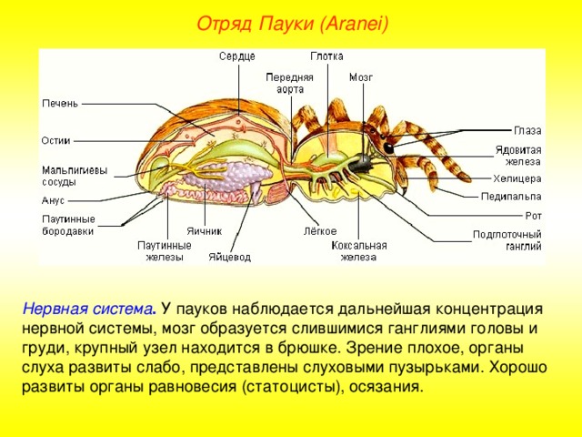 Отряд Пауки (Aranei) Нервная система . У пауков наблюдается дальнейшая концентрация нервной системы, мозг образуется слившимися ганглиями головы и груди, крупный узел находится в брюшке. Зрение плохое, органы слуха развиты слабо, представлены слуховыми пузырьками. Хорошо развиты органы равновесия (статоцисты), осязания.  