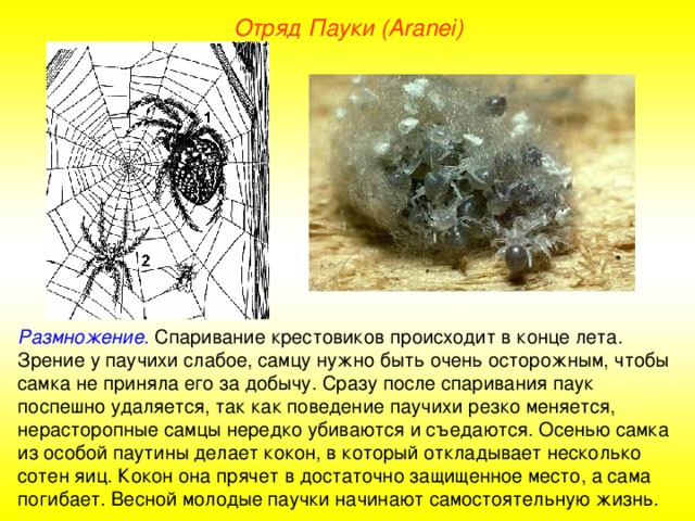 Отряд Пауки (Aranei) Размножение . Спаривание крестовиков происходит в конце лета. Зрение у паучихи слабое, самцу нужно быть очень осторожным, чтобы самка не приняла его за добычу. Сразу после спаривания паук поспешно удаляется, так как поведение паучихи резко меняется, нерасторопные самцы нередко убиваются и съедаются. Осенью самка из особой паутины делает кокон, в который откладывает несколько сотен яиц. Кокон она прячет в достаточно защищенное место, а сама погибает. Весной молодые паучки начинают самостоятельную жизнь.  