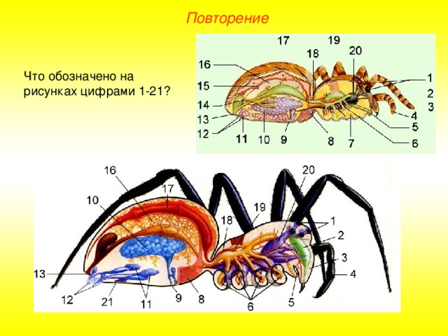 Повторение Что обозначено на рисунках цифрами 1-21?  