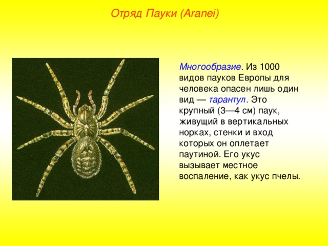 Отряд Пауки (Aranei) Многообразие . Из 1000 видов пауков Европы для человека опасен лишь один вид — тарантул . Это крупный (3—4 см) паук, живущий в вертикальных норках, стенки и вход которых он оплетает паутиной. Его укус вызывает местное воспаление, как укус пчелы.  