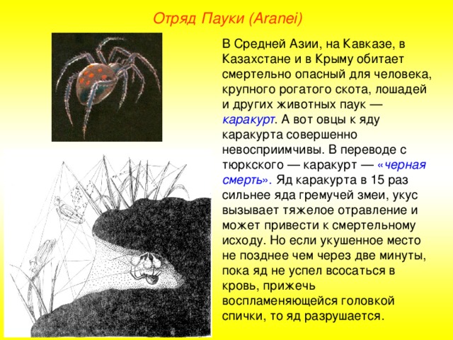 Отряд Пауки (Aranei) В Средней Азии, на Кавказе, в Казахстане и в Крыму обитает смертельно опасный для человека, крупного рогатого скота, лошадей и других животных паук — каракурт . А вот овцы к яду каракурта совершенно невосприимчивы. В переводе с тюркского — каракурт — « черная  смерть ». Яд каракурта в 15 раз сильнее яда гремучей змеи, укус вызывает тяжелое отравление и может привести к смертельному исходу. Но если укушенное место не позднее чем через две минуты, пока яд не успел всосаться в кровь, прижечь воспламеняющейся головкой спички, то яд разрушается.  