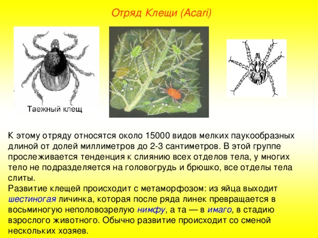 Отряд Клещи ( Acari ) К этому отряду относятся около 15000 видов мелких паукообразных длиной от долей миллиметров до 2-3 сантиметров. В этой группе прослеживается тенденция к слиянию всех отделов тела, у многих тело не подразделяется на головогрудь и брюшко, все отделы тела слиты. Развитие клещей происходит с метаморфозом: из яйца выходит шестиногая личинка, которая после ряда линек превращается в восьминогую неполовозрелую нимфу , а та — в имаго , в стадию взрослого животного. Обычно развитие происходит со сменой нескольких хозяев.  