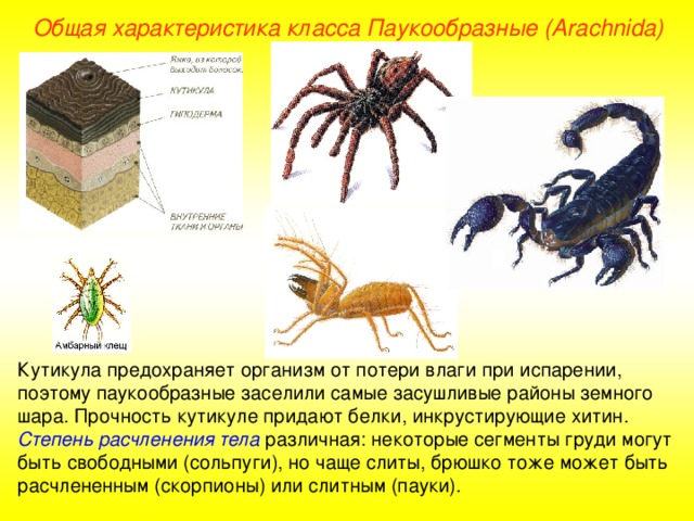 Общая характеристика класса Паукообразные (Ara chnida ) Кутикула предохраняет организм от потери влаги при испарении, поэтому паукообразные заселили самые засушливые районы земного шара. Прочность кутикуле придают белки, инкрустирующие хитин. Степень расчленения тела различная: некоторые сегменты груди могут быть свободными (сольпуги), но чаще слиты, брюшко тоже может быть расчлененным (скорпионы) или слитным (пауки).  