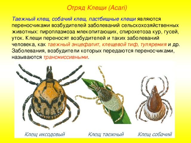 Отряд Клещи ( Acari ) Таежный  клещ , собачий  клещ , пастбищные  клещи являются переносчиками возбудителей заболеваний сельскохозяйственных животных: пироплазмоза млекопитающих, спирохетоза кур, гусей, уток. Клещи переносят возбудителей и таких заболеваний человека, как таежный энцефалит, клещевой тиф, туляремия и др. Заболевания, возбудители которых передаются переносчиками, называются трансмиссивными .  