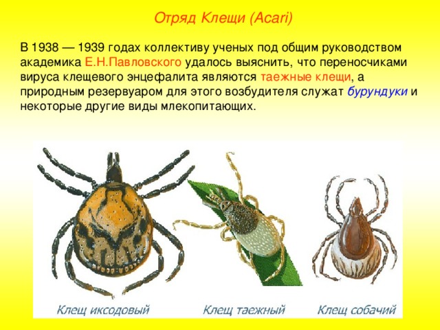 Отряд Клещи ( Acari ) В 1938 — 1939 годах коллективу ученых под общим руководством академика Е.Н.Павловского удалось выяснить, что переносчиками вируса клещевого энцефалита являются таежные клещи , а природным резервуаром для этого возбудителя служат бурундуки и некоторые другие виды млекопитающих.  