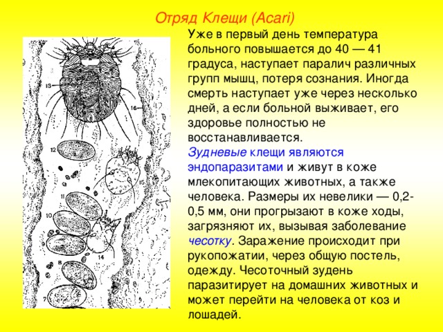 Отряд Клещи ( Acari ) Уже в первый день температура больного повышается до 40 — 41 градуса, наступает паралич различных групп мышц, потеря сознания. Иногда смерть наступает уже через несколько дней, а если больной выживает, его здоровье полностью не восстанавливается. Зудневые клещи являются эндопаразитами и живут в коже млекопитающих животных, а также человека. Размеры их невелики — 0,2-0,5 мм, они прогрызают в коже ходы, загрязняют их, вызывая заболевание чесотку . Заражение происходит при рукопожатии, через общую постель, одежду. Чесоточный зудень паразитирует на домашних животных и может перейти на человека от коз и лошадей.  