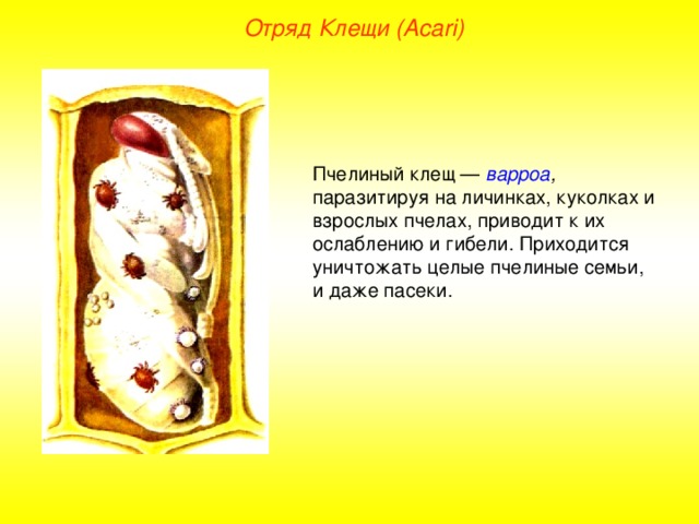 Отряд Клещи ( Acari ) Пчелиный клещ — варроа , паразитируя на личинках, куколках и взрослых пчелах, приводит к их ослаблению и гибели. Приходится уничтожать целые пчелиные семьи, и даже пасеки.  