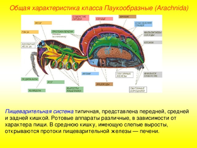 Общая характеристика класса Паукообразные (Ara chnida ) Пищеварительная система  типичная, представлена передней, средней и задней кишкой. Ротовые аппараты различные, в зависимости от характера пищи. В среднюю кишку, имеющую слепые выросты, открываются протоки пищеварительной железы — печени.  
