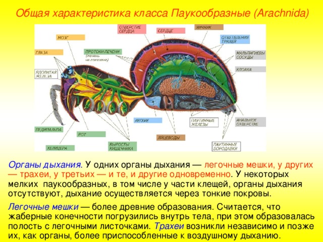 Общая характеристика класса Паукообразные (Ara chnida ) Органы дыхания . У одних органы дыхания — легочные мешки, у других — трахеи, у третьих — и те, и другие одновременно . У некоторых мелких паукообразных, в том числе у части клещей, органы дыхания отсутствуют, дыхание осуществляется через тонкие покровы. Легочные мешки — более древние образования. Считается, что жаберные конечности погрузились внутрь тела, при этом образовалась полость с легочными листочками. Трахеи возникли независимо и позже их, как органы, более приспособленные к воздушному дыханию.  