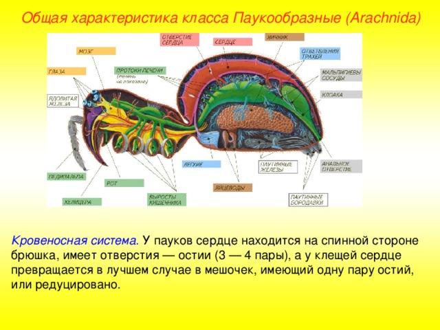 Общая характеристика класса Паукообразные (Ara chnida ) Кровеносная система . У пауков сердце находится на спинной стороне брюшка, имеет отверстия — остии (3 — 4 пары), а у клещей сердце превращается в лучшем случае в мешочек, имеющий одну пару остий, или редуцировано.  