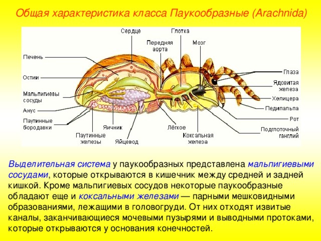 Общая характеристика класса Паукообразные (Ara chnida ) Выделительная система  у паукообразных представлена мальпигиевыми сосудами , которые открываются в кишечник между средней и задней кишкой. Кроме мальпигиевых сосудов некоторые паукообразные обладают еще и коксальными железами — парными мешковидными образованиями, лежащими в головогруди. От них отходят извитые каналы, заканчивающиеся мочевыми пузырями и выводными протоками, которые открываются у основания конечностей.  